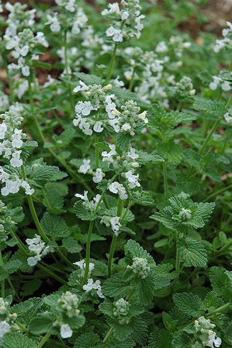 Not a remastered 2018 version. Snowflake Catmint (Nepeta x faassenii 'Snowflake') in ...