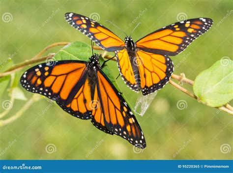 Two Newly Emerged Monarch Butterflies Getting Ready To Fly Off Stock
