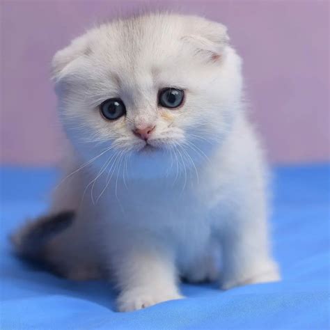 Scottish Fold Kittens For Sale Scottish Fold Kitten Cattery