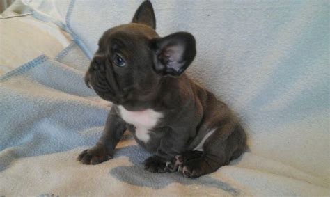 Placing puppies in pa, nj, ny, md, de and dc since 1973! French Bulldog Puppies For Sale | Tulsa, OK #84594