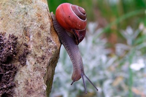 Meet The Terrestrial Snail