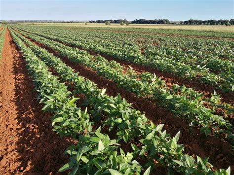If you live in south africa, you have decent opportunities to make money on online surveys. Cowpeas - South Africa