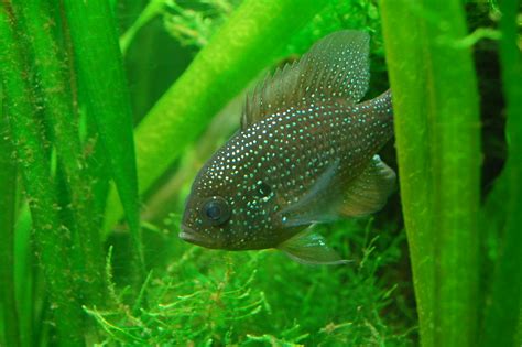 It is native to the southeastern and eastern united states, its distribution extending as far north as new jersey, pennsylvania, and far southern new york. Blue Spotted Sunfish, Tennessee Aquarium | Ben & Lori ...