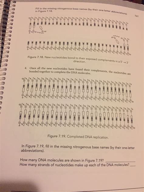 Solved: Figure 7.16 Shows A DNA Molecule That Is To Be Rep ...