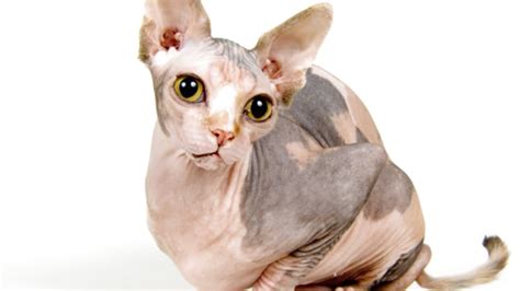 Search for a kitten or cat. Sphynx Cat for sale in UK | 37 second-hand Sphynx Cats