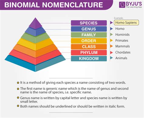 Binomial Nomenclature Worksheets Answers