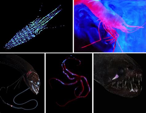 Bioluminescence Fact Sheet Deep Ocean Education Project