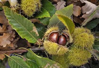 Introduced by the romans from southern europe, sweet chestnut is now mainly found in parks or near grand. Sweet Chestnut Tree Pruning - When's the Best Time? - Tree ...