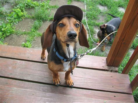Beagle Dachshund Mix Bastian Wearing His Favorite Hat He Is Ready