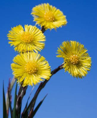 Your frfara stock images are ready. PLANTAS MEDICINALES SIN COSTO 100% EFECTIVAS: FAR FARA ...