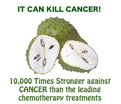 Graviola is a fruit tree which grows in central and south america and its fruit, leaves, and bark have all been used traditionally to treat a range of health disorders from rickets to diabetes. Soursop kills cancer cells in the body