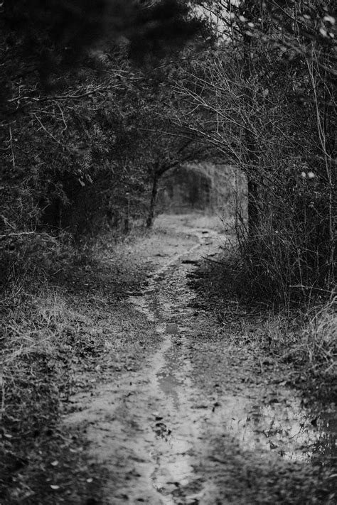 Path Grayscale Photo Of Pathway Between Trees Trail Image Free Photo