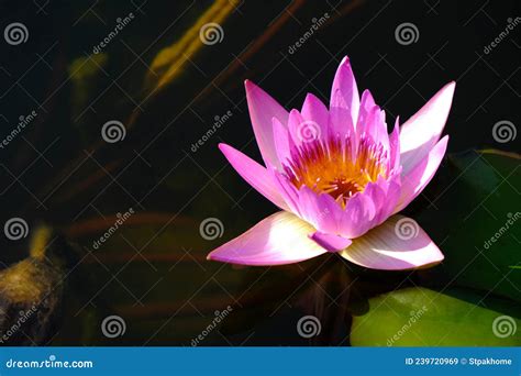 Pink Lotus Flower With Underwater Nature Background Stock Image Image