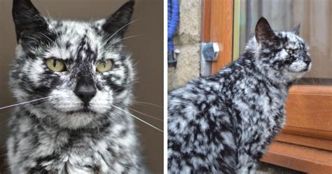 Meet Scrappy The 19 Year Old Black Cat Who Grew A Unique Marble Fur