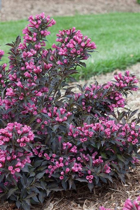 When space is limited in your garden, trying thankfully, more than a few species of flowering evergreens have a dwarf size designed to grow in compact spaces. Pin on Landscaping ideas