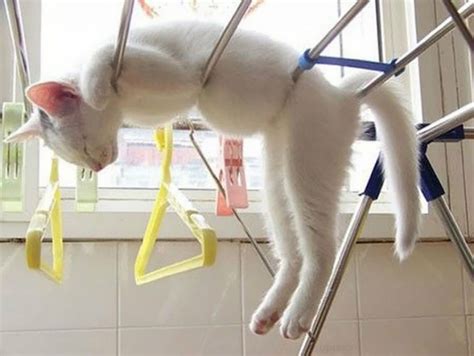 Crazy Cat Naps Hilarious Photos That Prove Cats Can Sleep Anywhere