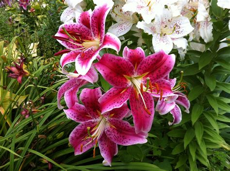 The Wonderful Hardy Lilies — Favorite Perennials