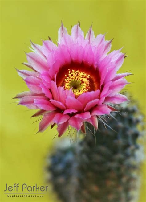 But once the roots have filled the container, plan to move your. Escape Texas Summer Heat ~ Head to the Davis Mountains ...