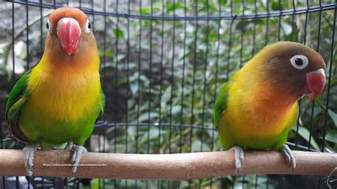 Your friedrich wall unit air conditioner is a lifesaver in warm weather. Lovebird Singing & Chirping Sounds - Green Fischer Pair ...