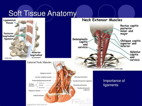 Ppt Cervical Spine Injuries Powerpoint Presentation Free Download