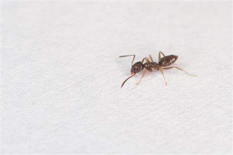They are also one of the most fascinating creatures around, with complex societies much. Researchers pinpoint house ants' peculiar odor - UPI.com