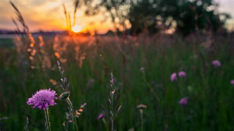1920x1080 evening field grass sun sunset flowers lilac coolwallpapers me