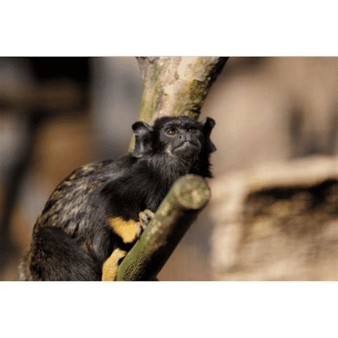 Animals that Start with R: Names of 24 Animals Starting with R • 7ESL