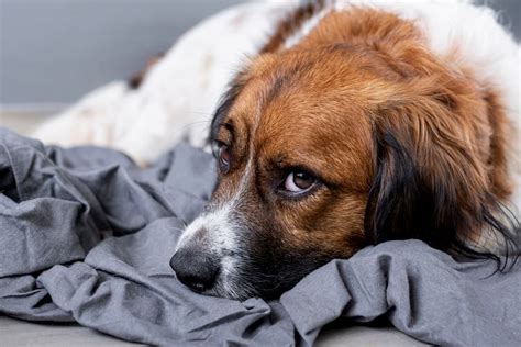 After jeremy howe's wife died, he wondered how his two daughters were coping with the trauma. Dog is Dying of Cancer and How to Deal With Pet Loss - ThePets