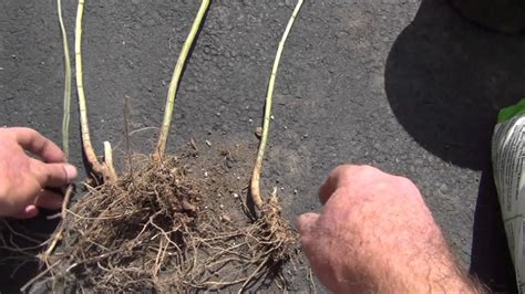 How to prune creeping phlox. Growing Phlox and Lobelia flowers - YouTube