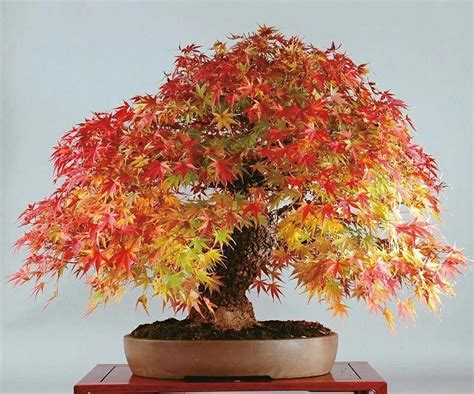Japanese Maple Acer Palmatum Momiji 🇯🇵 분재