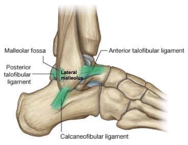 Ligaments are a type of soft tissue that is made up mostly of collagen. Ankle Ligament Surgery: The Facts and Are there Better ...