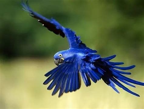 赏色 鸟儿的羽毛为什么是蓝色的？