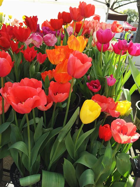 Supercoloring.com is a super fun for all ages: Customize Your Free Printable Spring Tulips