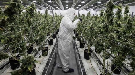 It is considered as a security and is taxed as a digital asset. Canadians legalize cannabis, but they may not have enough ...