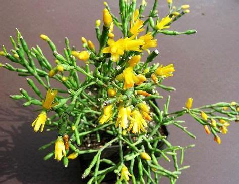 How to grow and maintain hatiora salicornioides (dancing bones cactus): Hatiora salicornioides aka Rhipsalis salicornioides ...