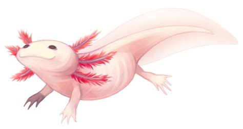 Draw a wide curved line for the smiling mouth and cap it with short curved lines on the ends. Axolotl cute, Axolotl, Animal drawings