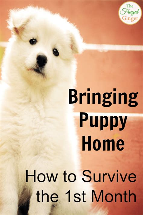 Bringing Home A New Puppy Tips How To Survive The First Month