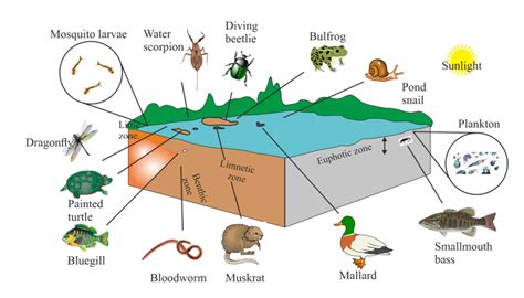 Draw A Lake Showing Different Zones Why Are They Called So
