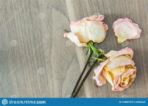 Withered Pink Roses Flower Stock Photo Image Of Broken 144687472
