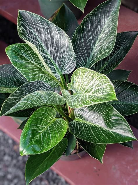 We did not find results for: How to Care for Your Beautiful Philodendron Birkin