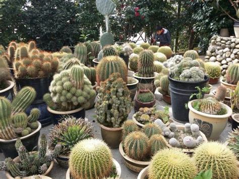 Entrance ticket details for cactus valley. Cactus Valley (Cameron Highlands) - 2021 All You Need to ...