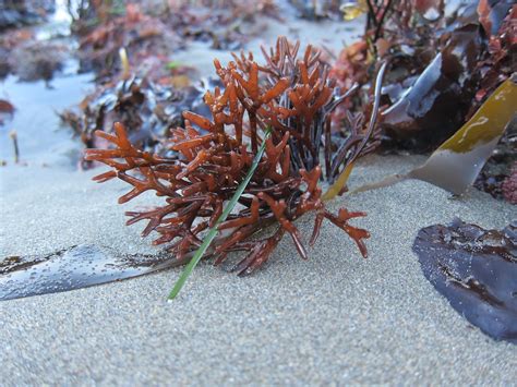 Marine Botany: Diversity and Ecology