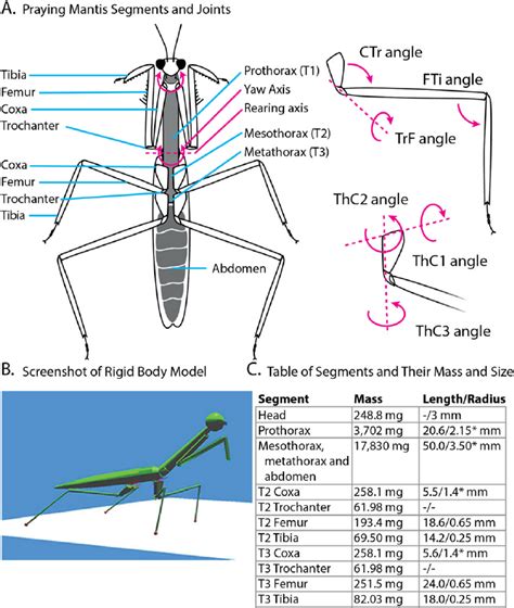 Diagram Praying Mantis Body Parts Diagram Mydiagramonline