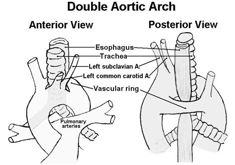 Kenneth's Blog: trachea esophagus diagram