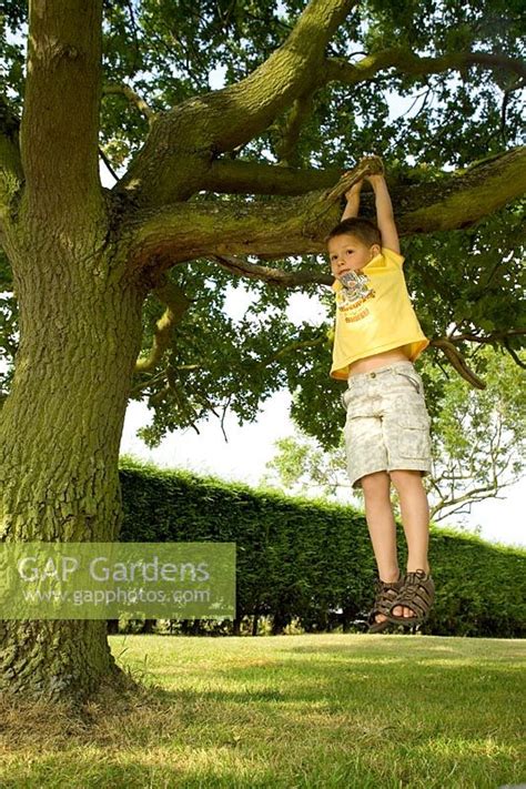 Gap Gardens Young Boy Hanging From Branch On Mature Oak Tree Image