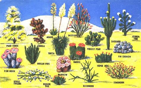 When the spot a cactus is placed in becomes unsuitable. 14 Desert Biome Facts - Animals, Plants, Temperature ...