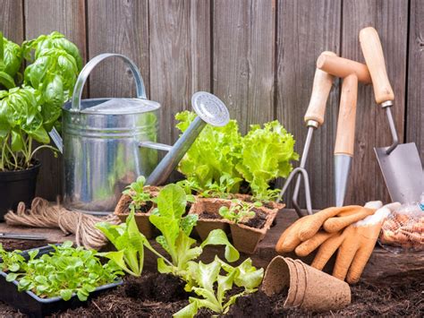 How To Start A Small Garden For Beginners Frugal Gardening Tips How