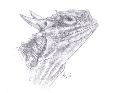 Pencil techniques for better drawings. Horned Lizard Sketch by starkanime on DeviantArt