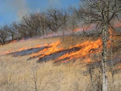 In areas where fire has been suppressed. Human Disturbance - Savanna biome