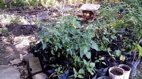 Berikut ini beberapa ide bertanam buah di rumah dengan halaman sempit. Bertani cabe di sekeliling rumah. - YouTube